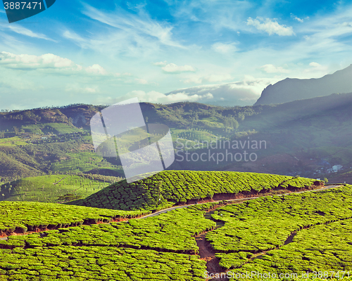 Image of Green tea plantations in India