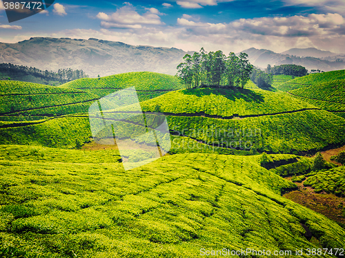 Image of Green tea plantations in India