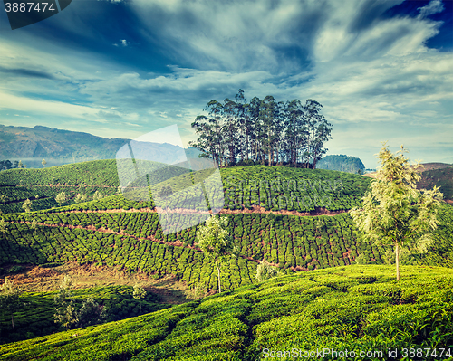 Image of Green tea plantations in Munnar, Kerala, India