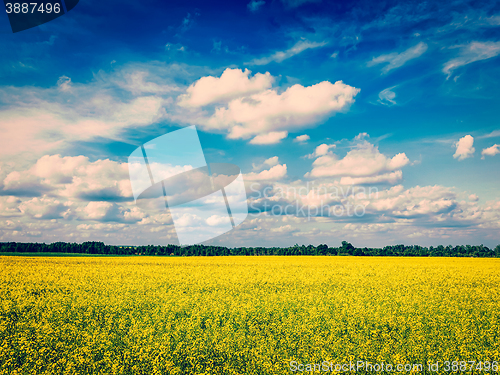 Image of Spring summer background - canola field with blue sky
