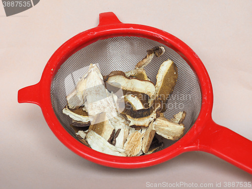 Image of Porcini mushroom in colander