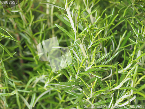 Image of Green Rosemary plant