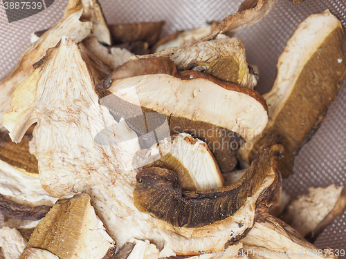 Image of Porcini mushroom detail