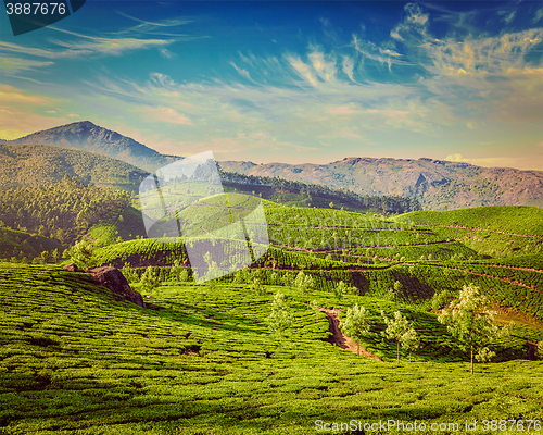 Image of Green tea plantations in Munnar, Kerala, India