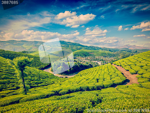 Image of Green tea plantations in India