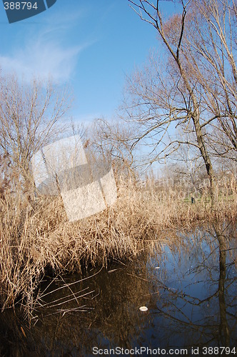 Image of bushy lake