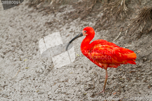 Image of scarlet ibis or Eudocimus ruber