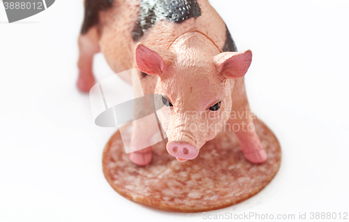 Image of Miniature Pig with a slice of saussage