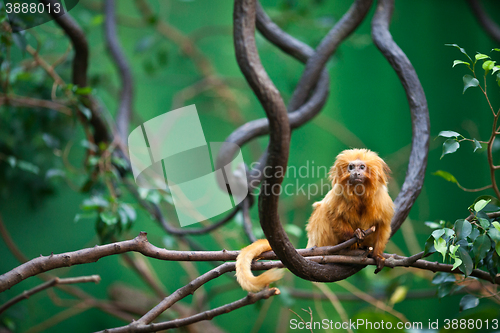 Image of golden lion tamarin