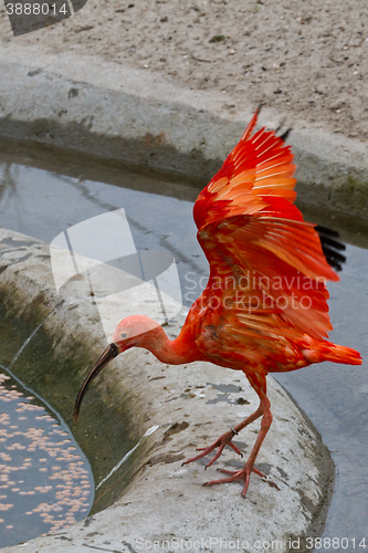 Image of scarlet ibis or Eudocimus ruber