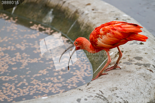Image of scarlet ibis or Eudocimus ruber
