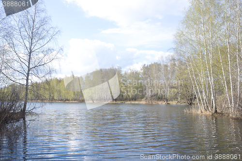 Image of spring birch forest