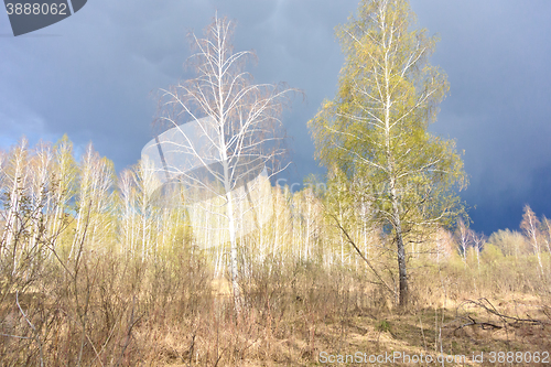 Image of spring birch forest