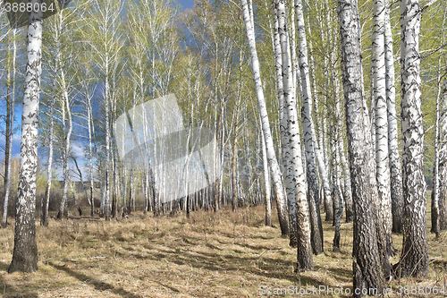 Image of spring birch forest