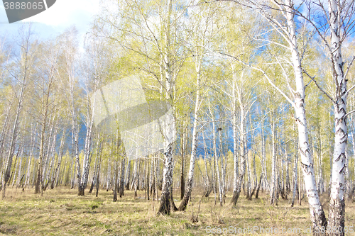 Image of spring birch forest