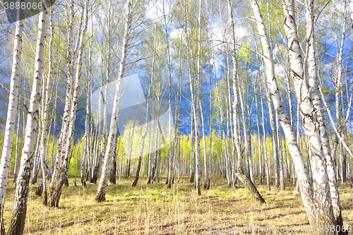 Image of spring birch forest