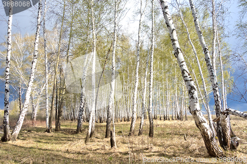 Image of spring birch forest