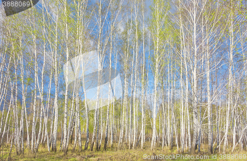 Image of spring birch forest