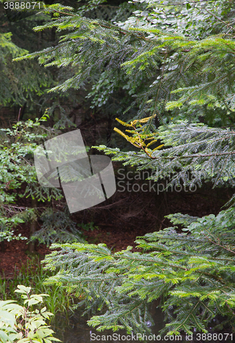 Image of Fir (Picea alba) branches in summer