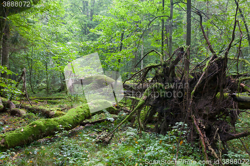 Image of Old oak lying with root visible