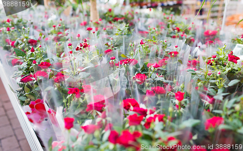 Image of close up of rose flowers in gardening shop