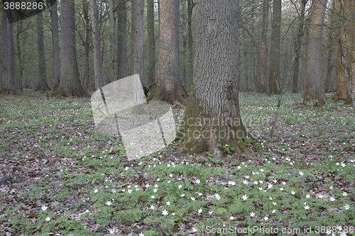 Image of Flowering buttercap around hornbeam