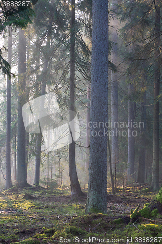 Image of Coniferous stand of Bialowieza Forest in morning