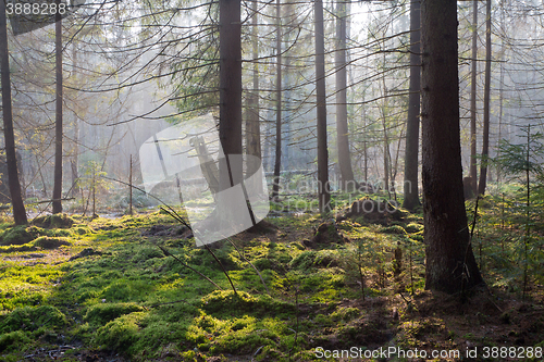 Image of Sunbeam entering rich swampy coniferous forest