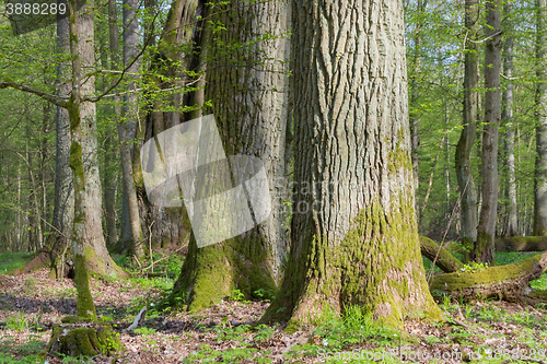 Image of Monumental oak trees of Bialowieza Forest