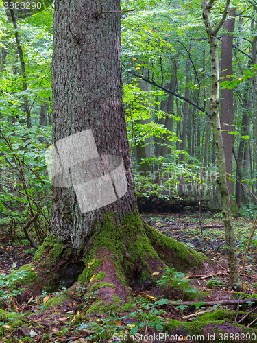 Image of Old Norwegian Spruce(Picea abies) in summer