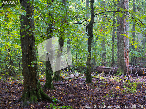 Image of Old hornbeam trees and broken oak