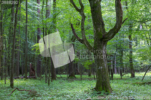 Image of Old monumental Hornbeam Tree(Carpinus betulus)