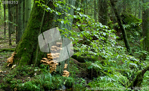 Image of Sulphur Shelf fungi