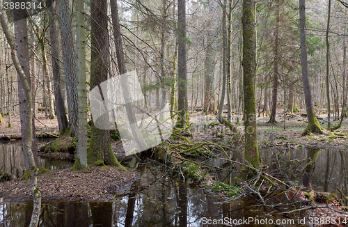 Image of Springtime wet mixed forest with standing water