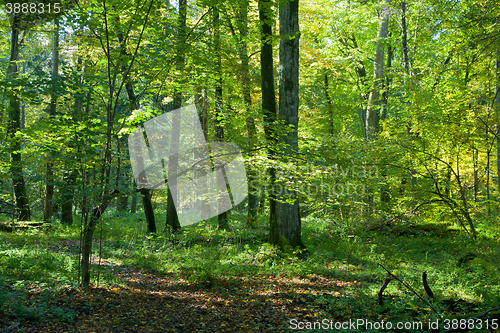 Image of Natura deciduous stand of Bialowieza Forest in fall