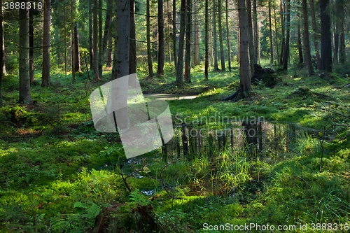 Image of Open standing water inside coniferous stand