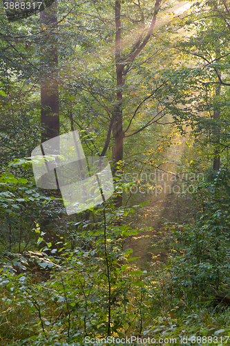 Image of Trees in a soft early morning light