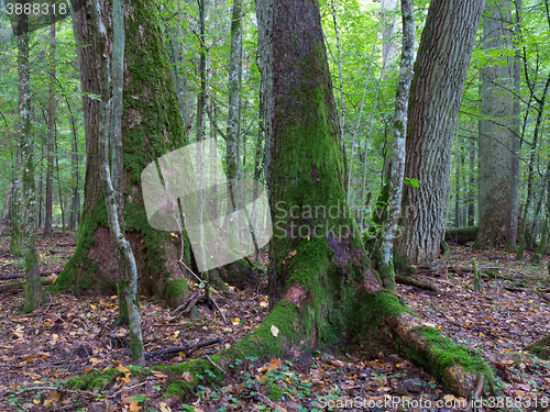 Image of Old oaks moss wrapped in fall