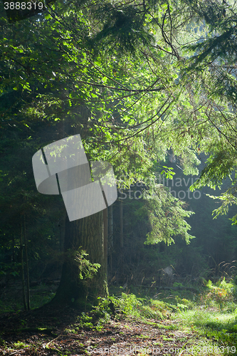 Image of Path crossing old forest illuminated