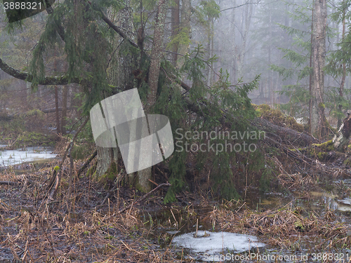 Image of Springtime morning in wetland forest