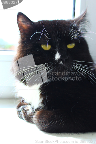 Image of Cat lays at the window
