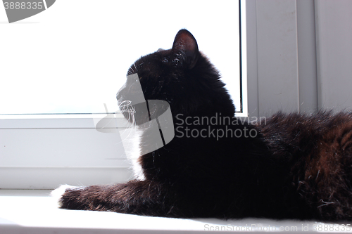 Image of Cat lays at the window