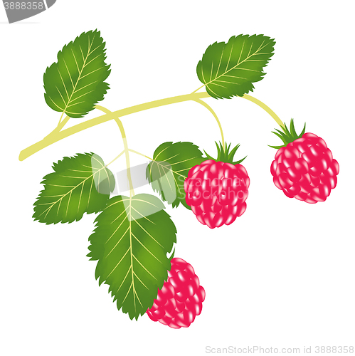 Image of Branch of the ripe raspberry