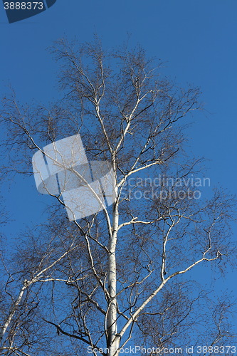 Image of  birch tree without leaves spring