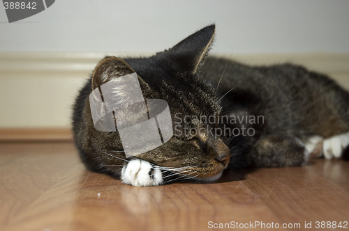 Image of Sleeping cat