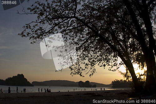Image of Beach framed by tree