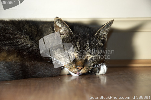 Image of Sleeping cat