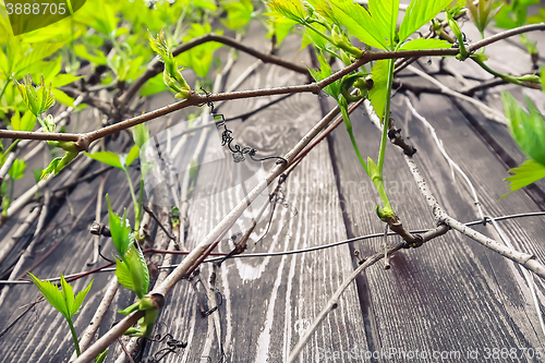 Image of Branches of wild grapes on a wooden background