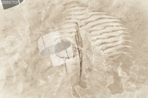 Image of Leaves on a sandy bottom of the lake