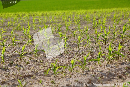 Image of Agricultural field with plants